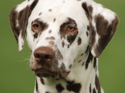 Fee Amilia vom Hause Fiedanu „Mia“